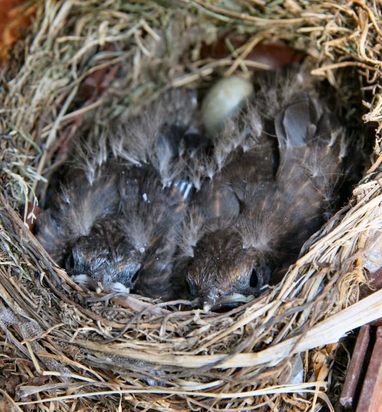 Managing Incidents of Avian Flu in Birds: Guidelines and Algorithms for Effective Response