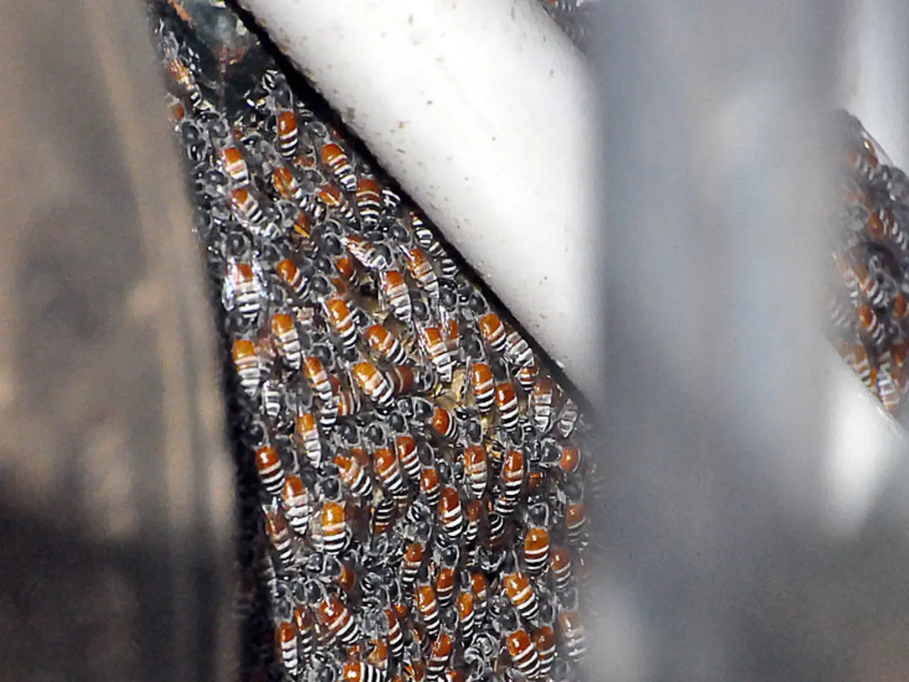 Sweeteners Comparison: Variations, Advantages, and Drawbacks between Honey and Sugar