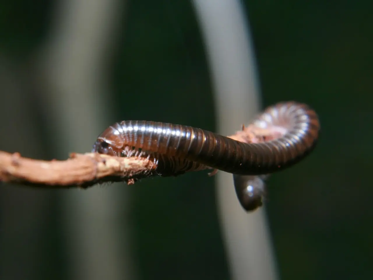 Tonsil Cyst Explanation, Remedies, and Associated Health Issues