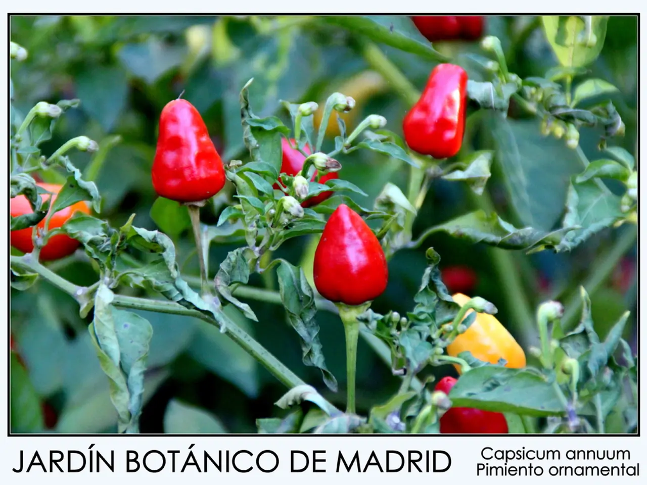 Obstacles hampering contentment: an exploration of two hurdles