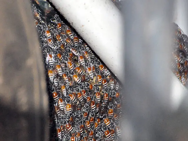 Impact of Manuka Honey on Gut Microorganisms