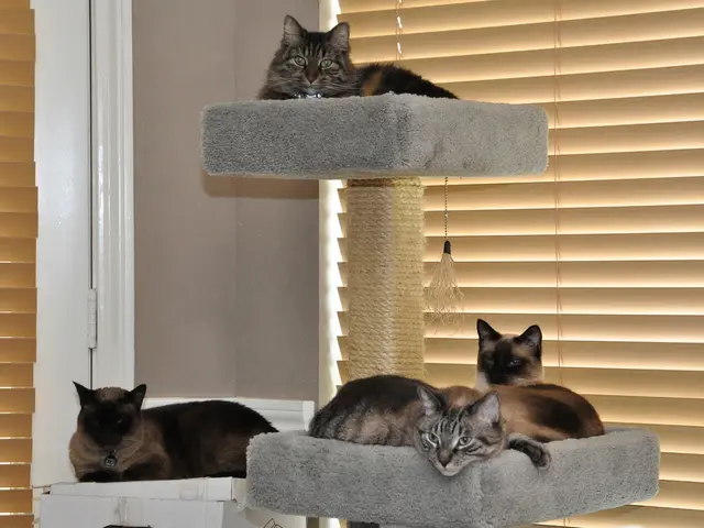 Cats, allegedly in videos, appear to mimic actions of a puma.