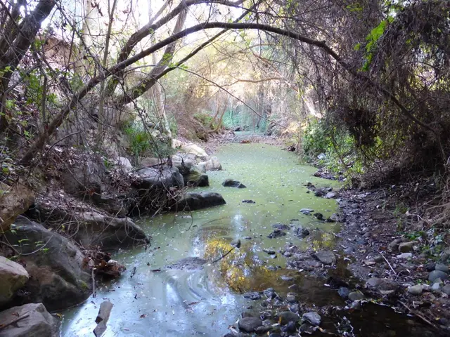 Lake Water Quality: Essential Checks Before Your Swimming Adventure