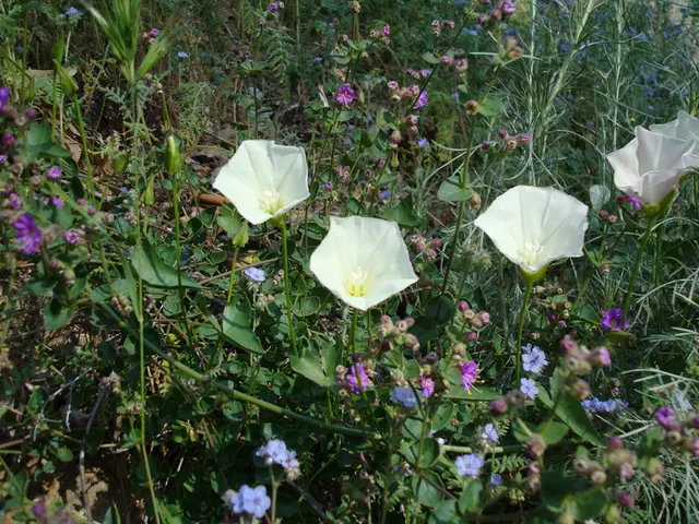 Mandatory prohibition of plants in all gardens statewide - "Immediately ridicule and protest"