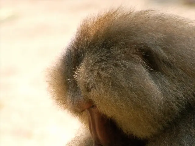 Primate Species Orangutans Engage in Midday Rest Periods