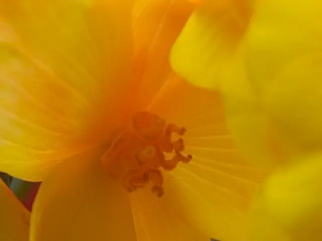 Male Flower Part functioning as a Male Reproductive Organ is: An In-depth Exploration