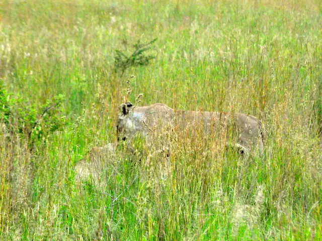 Debate over Proteins: Animal Proteins versus Plant Proteins - Which One Prevails?