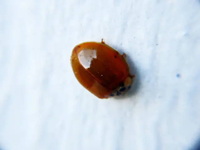 Hair discoloration condition: Origins, indicators, and remedies