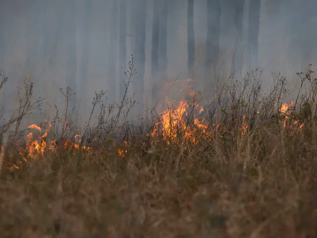 Forest fire spreading and satellite images capture its extent