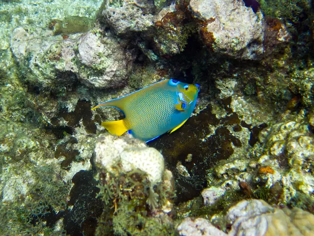 Negligible Blunders in Coral Dipping and Supportive Guidelines to Overcome Them