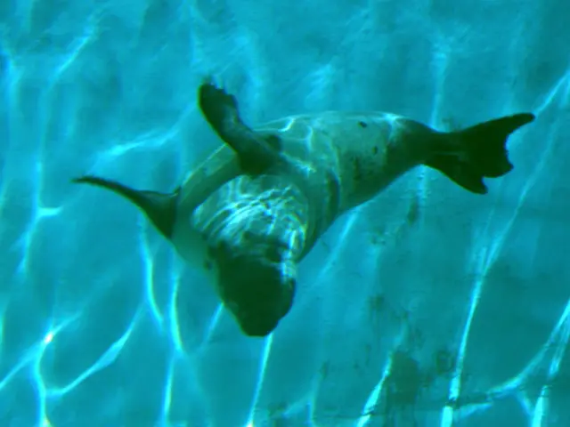 Unveil the Advantages of Salt Water: Improved Health and Equilibrium