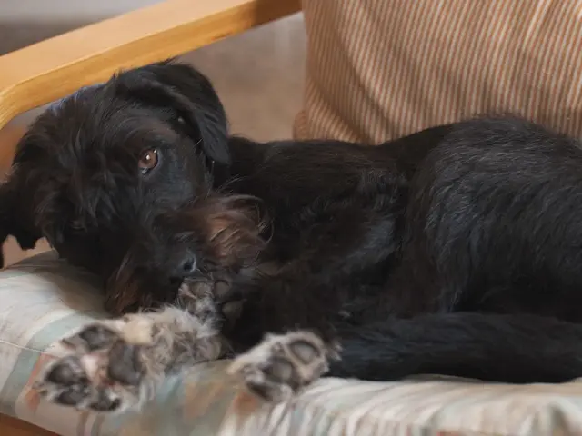 Bedbug Symptoms, Treatments, and Extermination Methods