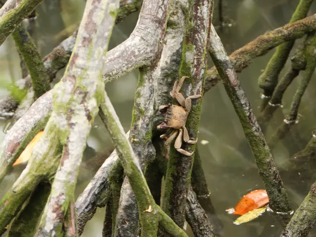 Over a hundred horseshoe crabs discovered deceased in Rio Lagartos, Yucatan