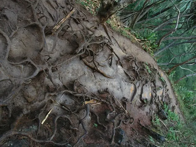 Uncovering the Mysteries of Soil Fertility and Plant Vitality