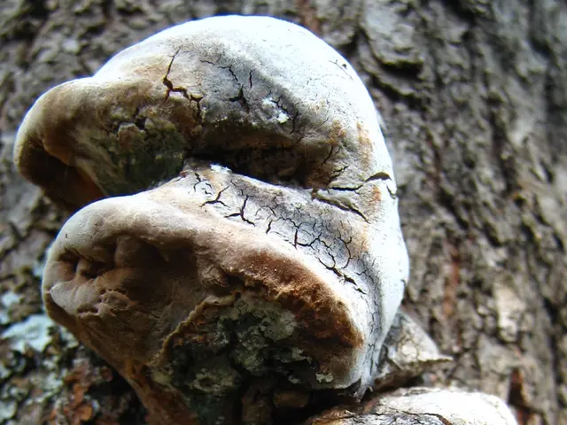 Leakemia treatment could benefit from a fungal source tied to the Pharaoh's malady.