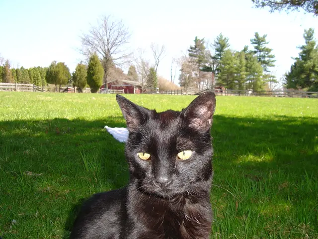 Researchers reveal peculiar motivation behind early human domestication of cats