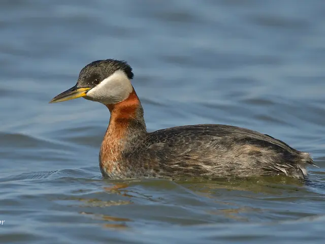 Contaminated mineral water recall announced