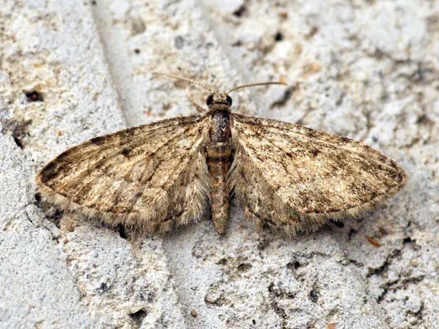 Interpreting the Significance of a Trembling Tooth in Dreams