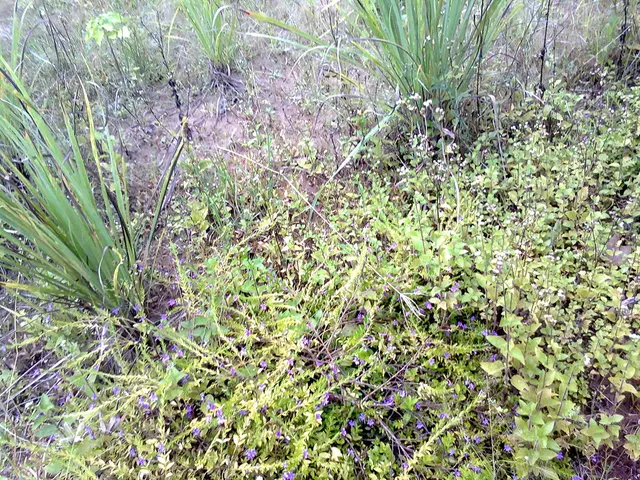 Chemical Properties of Heavy Hydrogen Molecules - Definition and In-depth Analysis - Glossary of...