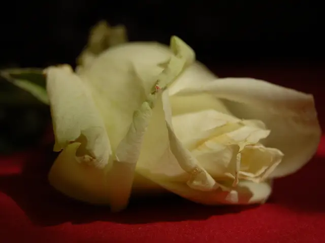 Criminal Charges Levied in Connection with Fatal Incidents in Mannheim