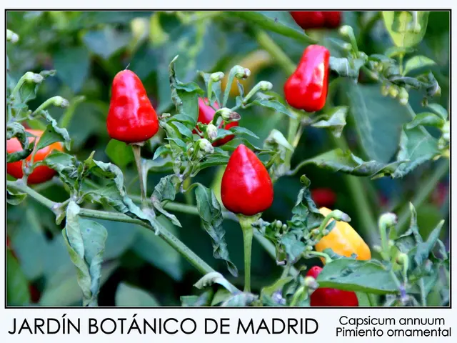 Melioidosis: Understanding its nature, remedies, and recognition processes