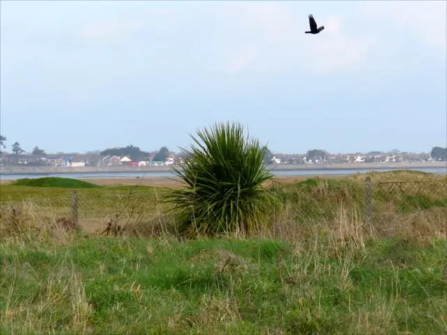 Safeguarding your fowl’s abode: Secure bird housing for bird flu prevention
