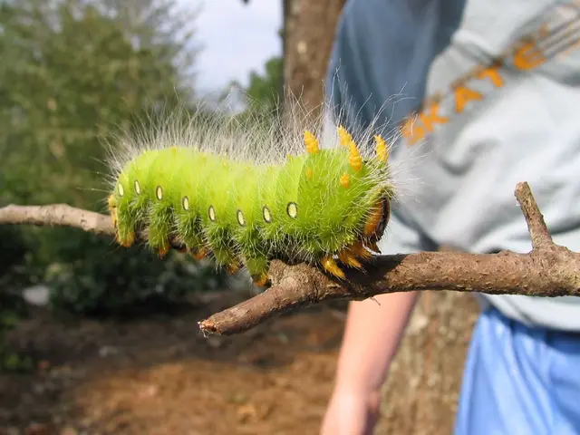 Animal epidemic caused by exotic disease ravages entire Baden-Württemberg region