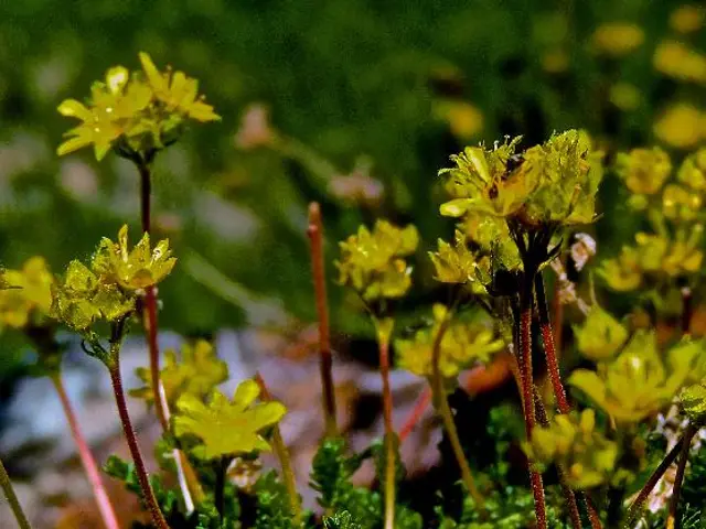 Soil with High pH Levels: Beneficial or Harmful to Plant Growth?