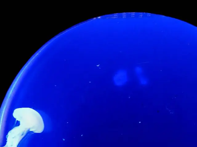 Marine life without backs bones found in waste sites contaminated with DDT in Southern California