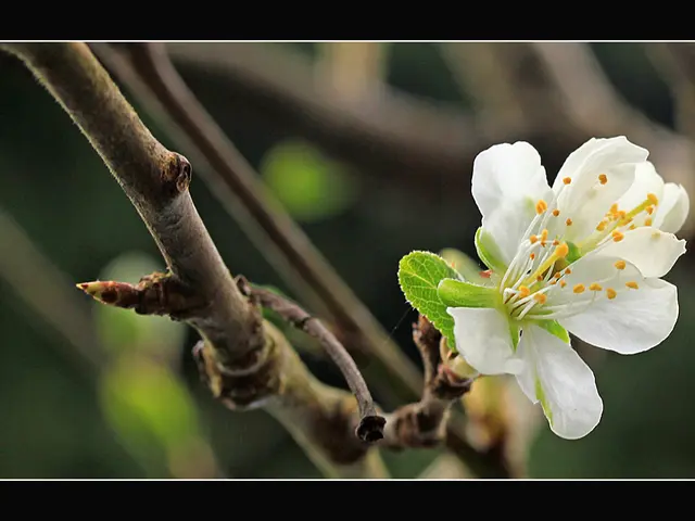 Pioneering Stem Cell Treatments: Top 8 Companies Paving the Path Forward