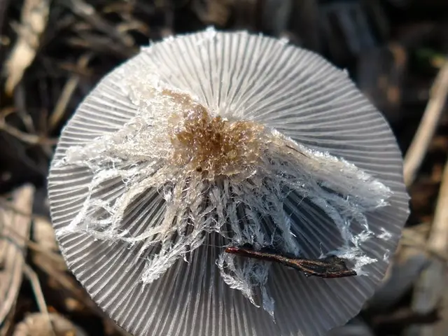 Enhancing Memory: Top Brain Enhancers for Recollection, Information Retention, and Cognitive...