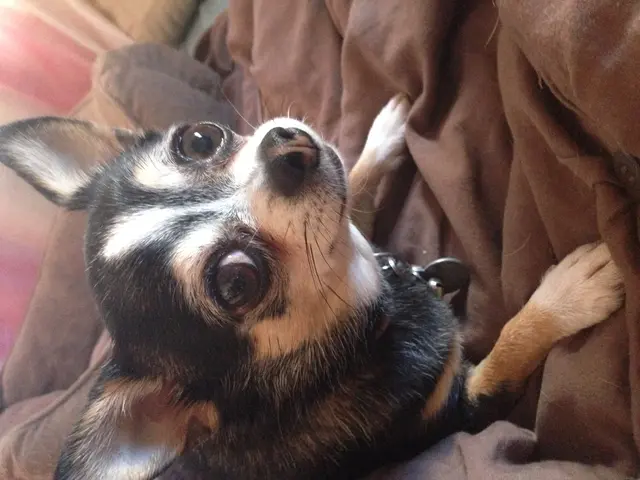 Does Apple Cider Vinegar Provide Relief for Itchy Skin Caused by Dog Allergies? Learn Here!