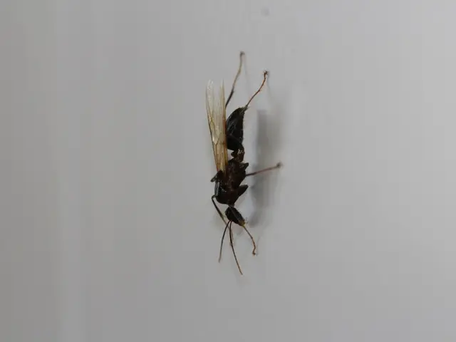 Retired individual succumbs to attack by Asian hornets in backyard setting