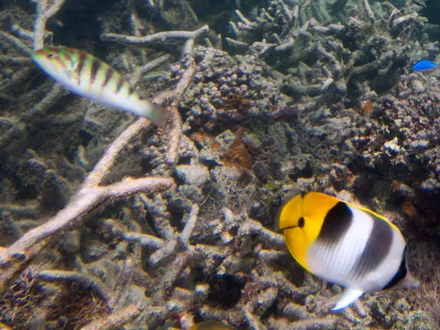 Is Your Served Fish Consuming Prescription Drugs?