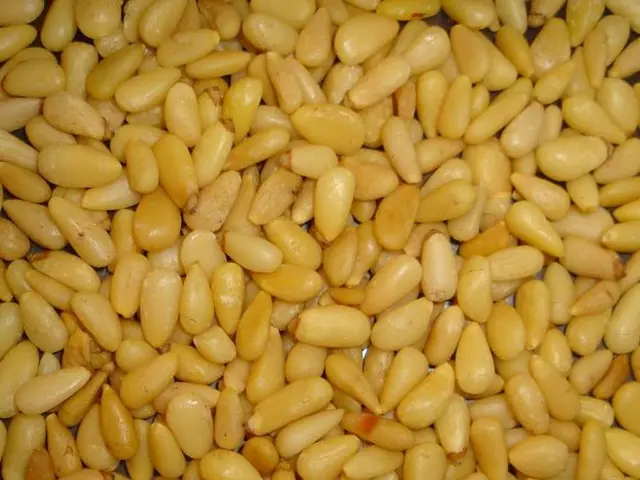 Catastrophic global famine is at risk due to a study that forecasts a 87% reduction in global corn...