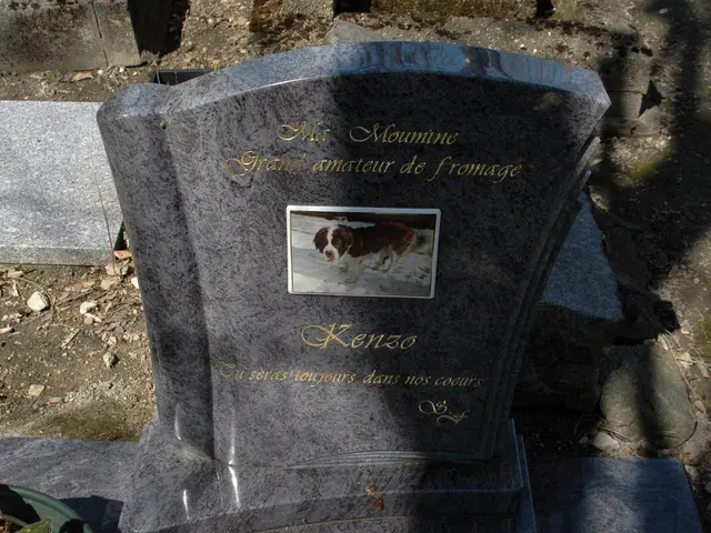 Navigating Palliative Care Choices: A Detailed Handbook