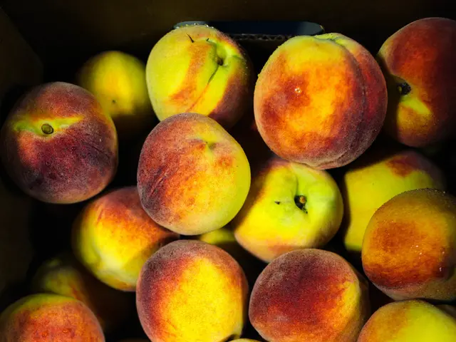 Apples reach full bloom in 2025, significant monetary contribution delivered