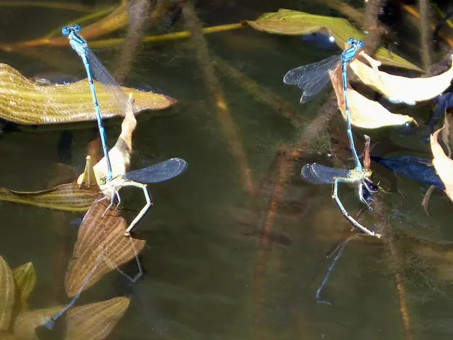Major section of Werdersee facilitated by water-borne pest forcing closure