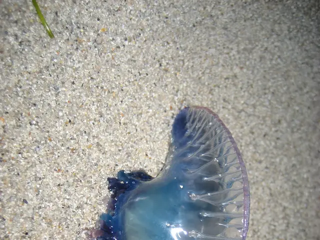 Australia's latest addition to the insect kingdom sets a record as the continent's heftiest stick...