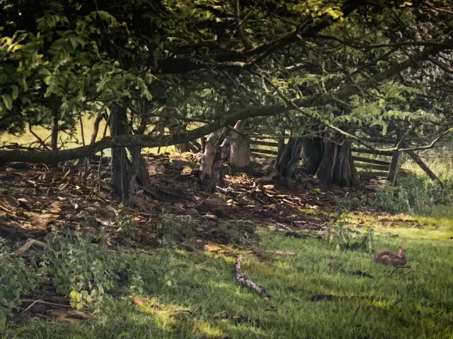 Th seventeen thousand hectares of ambrosia were destroyed in Krasnodar prior to the allergy season