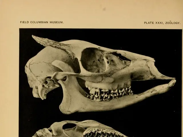 Symptoms, Traits, and Remedies of Microcephaly