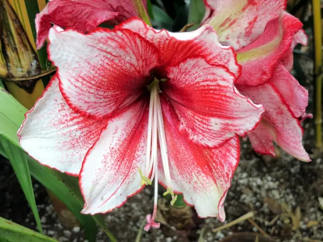 Essential Nutrients in Soil: A Breakdown of Principal Plant Nitrogen, Phosphorus, and Potassium...