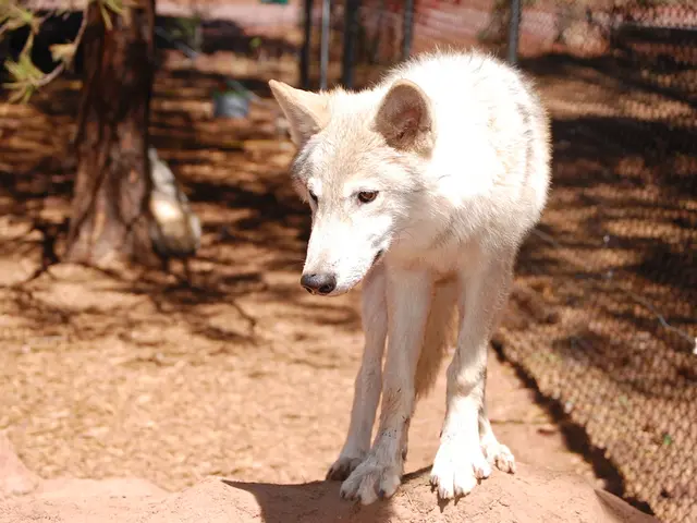 Alarm over Rising Rabies Cases Traced to Canine Attacks Raised by the Supreme Court