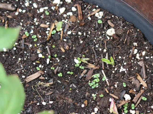 Compost Contamination by Herbicides - Persistence of Herbicides in Hay Compost