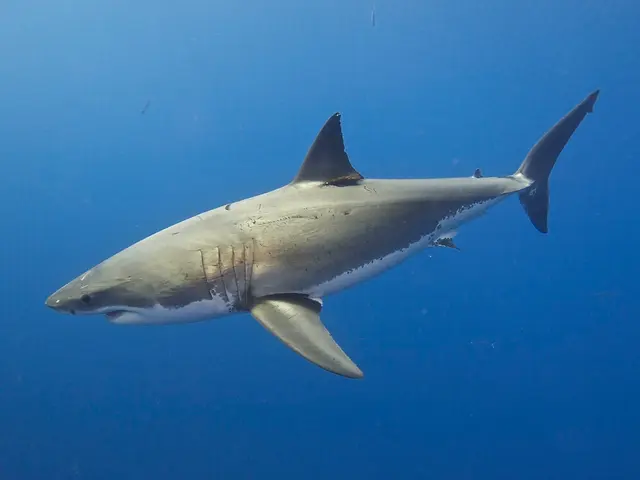 The mystery surrounding your recurring visions of sharks