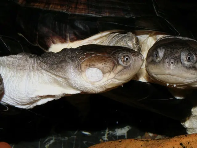 Massive Distinctions in Bodily Sizes Observed Amongst Early Human Forebears, Particularly Between...