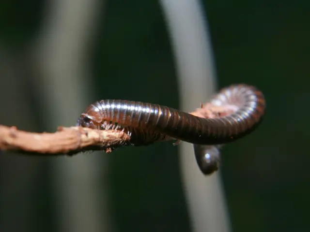 Praziquantel Treatment for Canines: An Examination by Dr. Catherine Barnette, DVM, Reviewed by Dr....