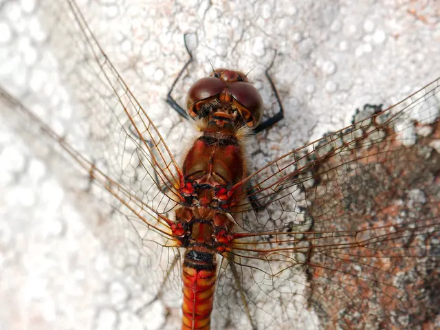 Chikungunya virus infection persists in China's territories