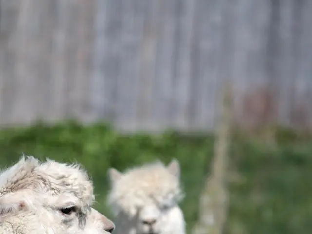 Nine sheep perished, possibly due to a wolf's attack.
