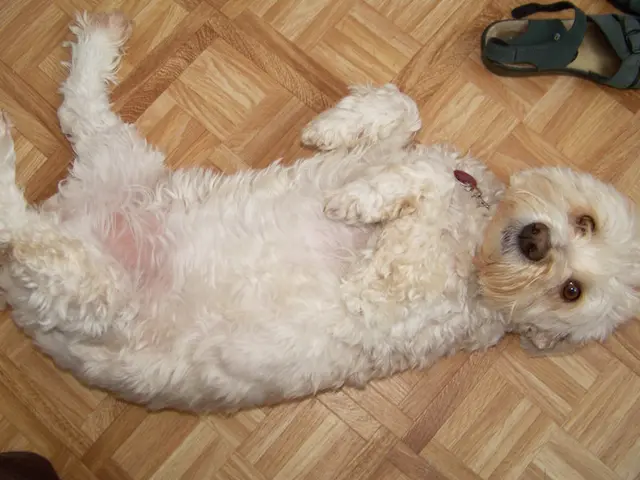 Slippery Elm Treatment for Dogs: Advantages and Applications